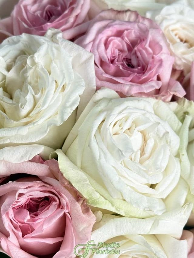 Букет из Пионовидных Роз 15 шт «Счастье вдвоем» Букет из Пионовидных Роз 15 шт «Счастье вдвоем»