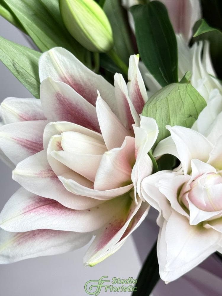 Букет из Махровых Лилий 15 шт «Ода Любви»