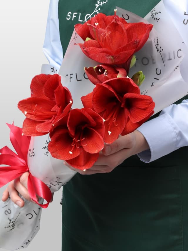 Букет из Амариллиса 3 шт «Зимняя Звезда»