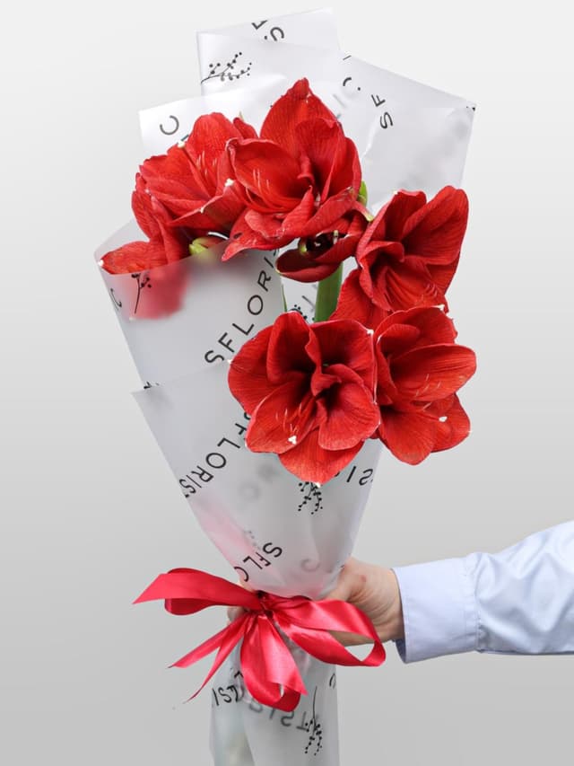 Букет из Амариллиса 3 шт «Зимняя Звезда»