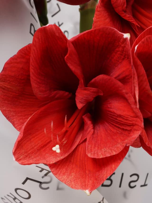 Букет из Амариллиса 3 шт «Зимняя Звезда»