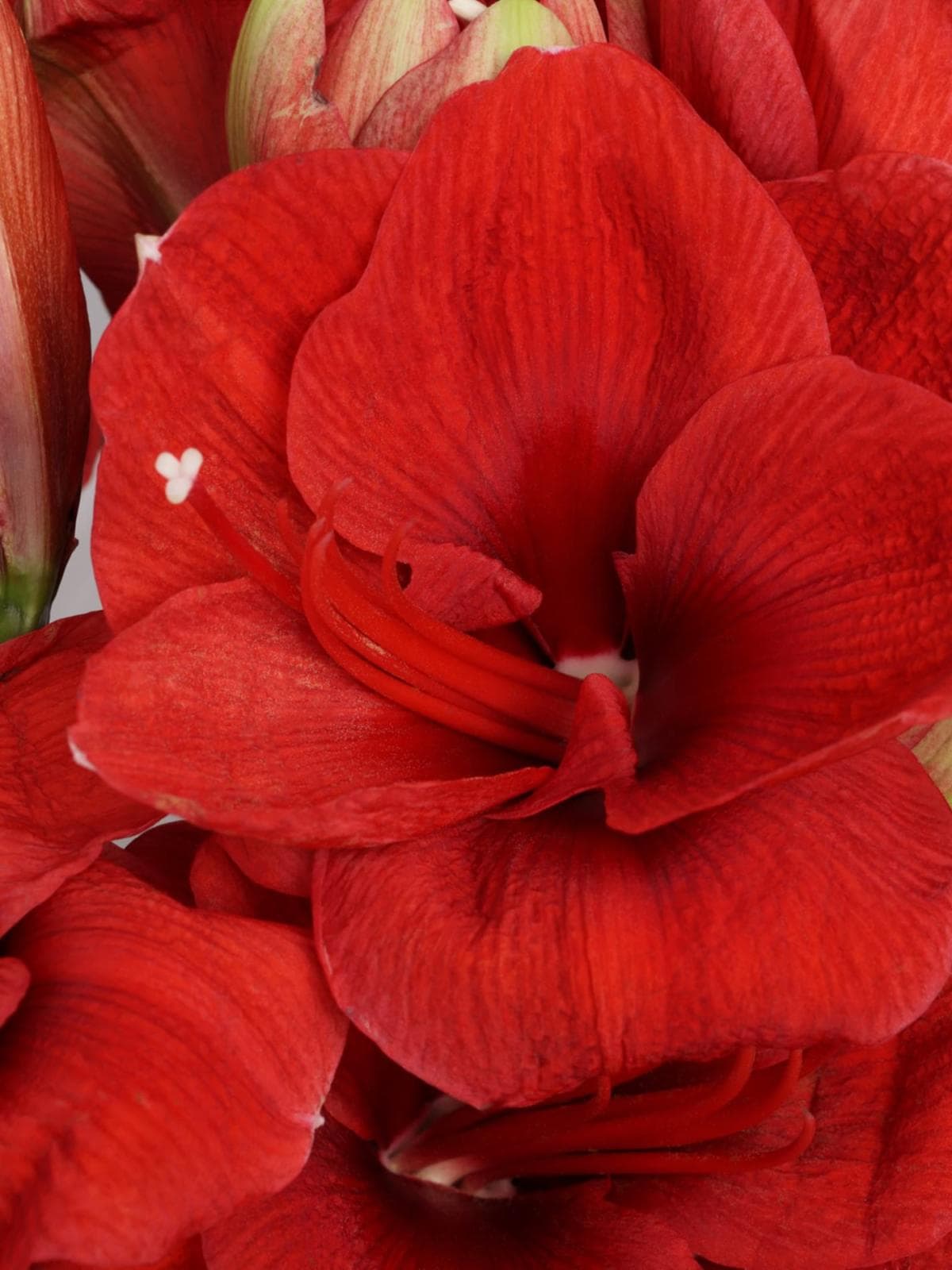 Букет из Амариллиса 5 шт «Огонек на Снегу»