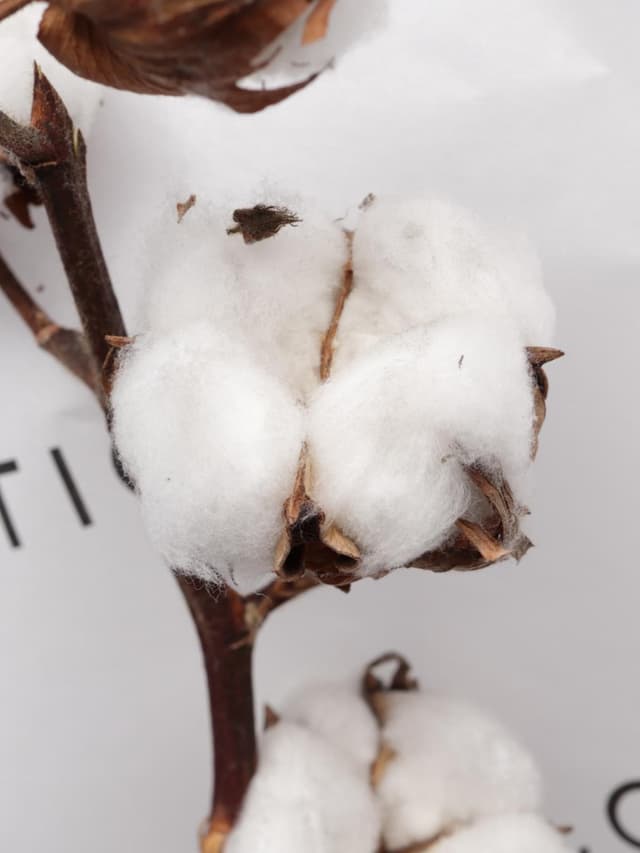 Букет из ветки Хлопка «Мягкое Прикосновение»