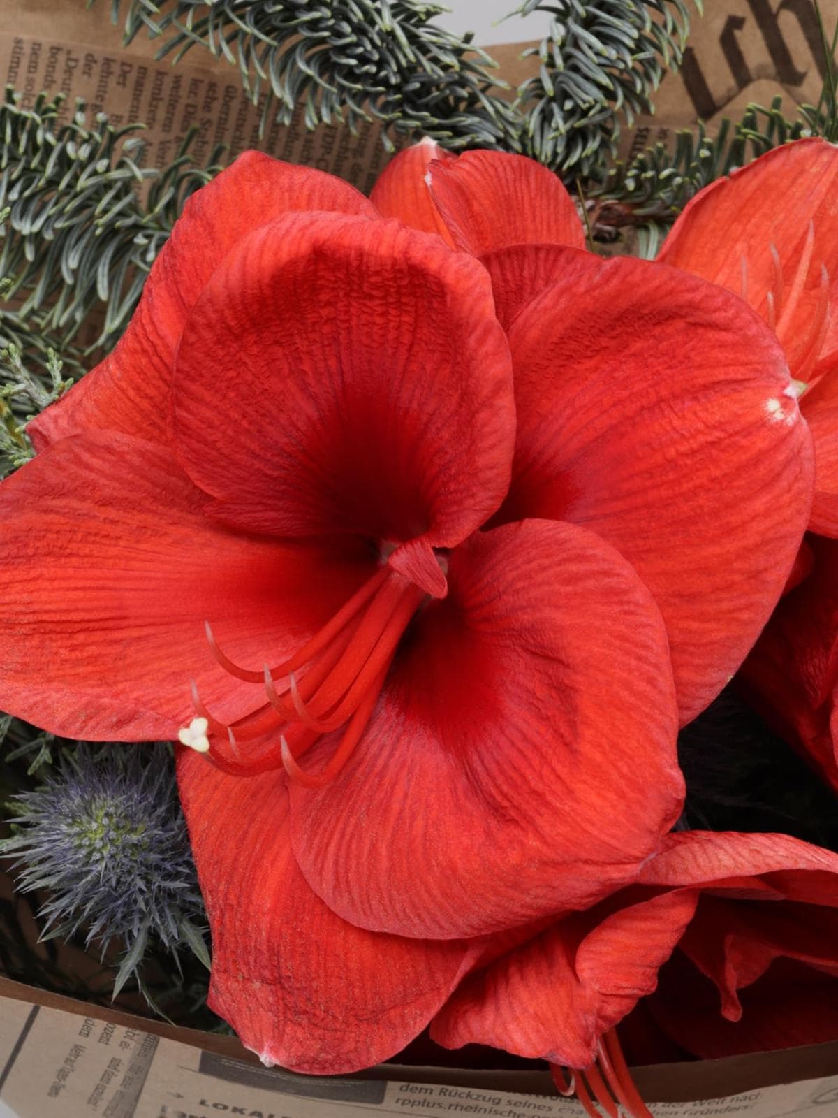 Новогодний букет из Амариллиса и Эрингиума «Рождественский Свет»