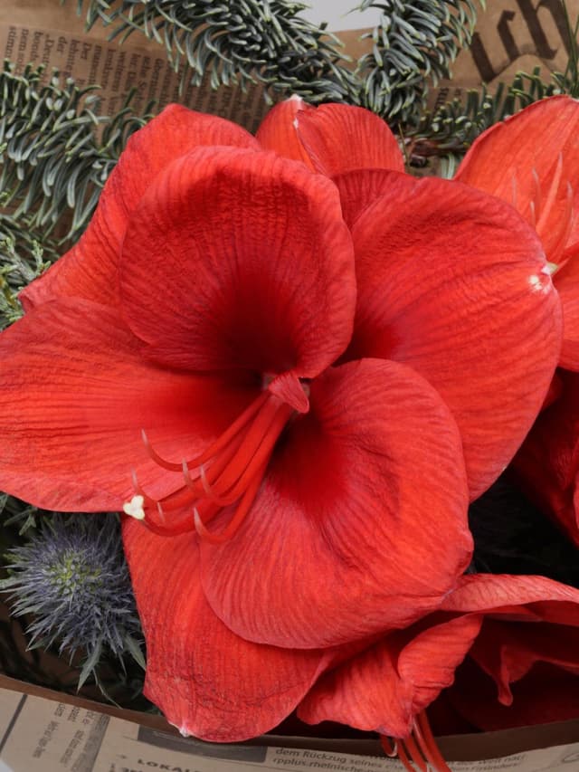 Новогодний букет из Амариллиса и Эрингиума «Рождественский Свет»