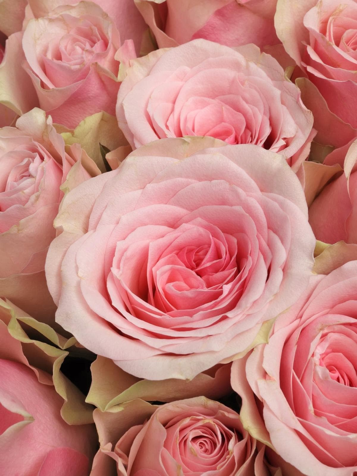 Букет из розовых Роз Кения 60 см 101 шт «Нежный Шлейф»