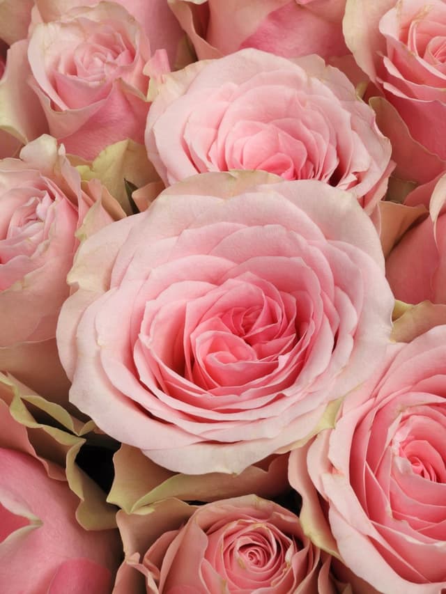 Букет из розовых Роз Кения 60 см 101 шт «Нежный Шлейф»