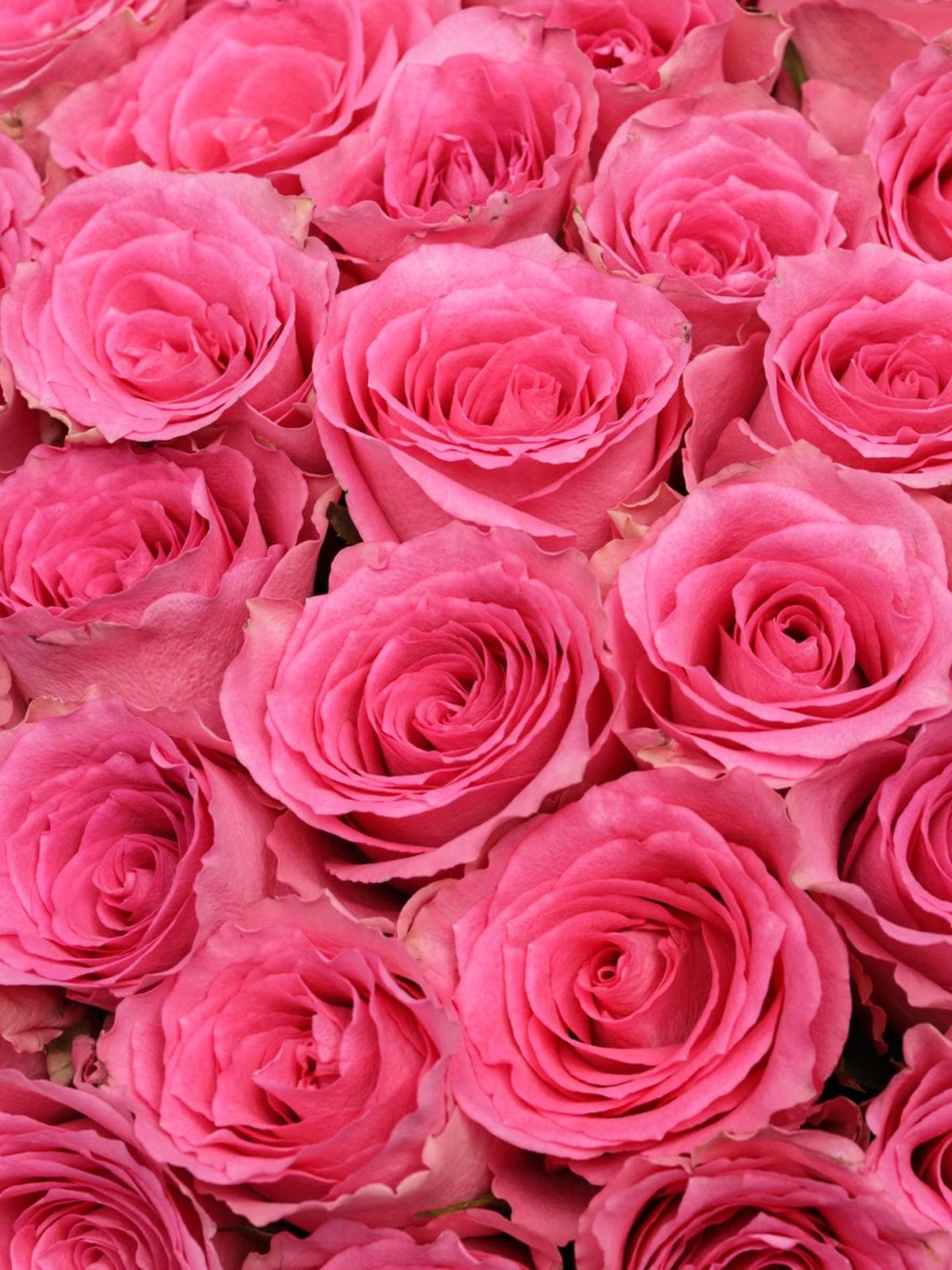 Букет из розовых Роз Кения 60 см 101 шт «Ярче Звезды»