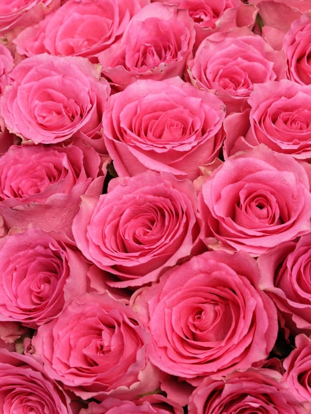 Букет из розовых Роз Кения 60 см 101 шт «Ярче Звезды»