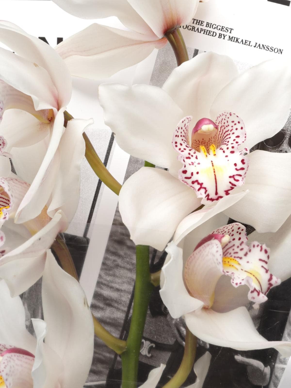 Букет из ветки Белой Орхидеи «Чистый Лист»