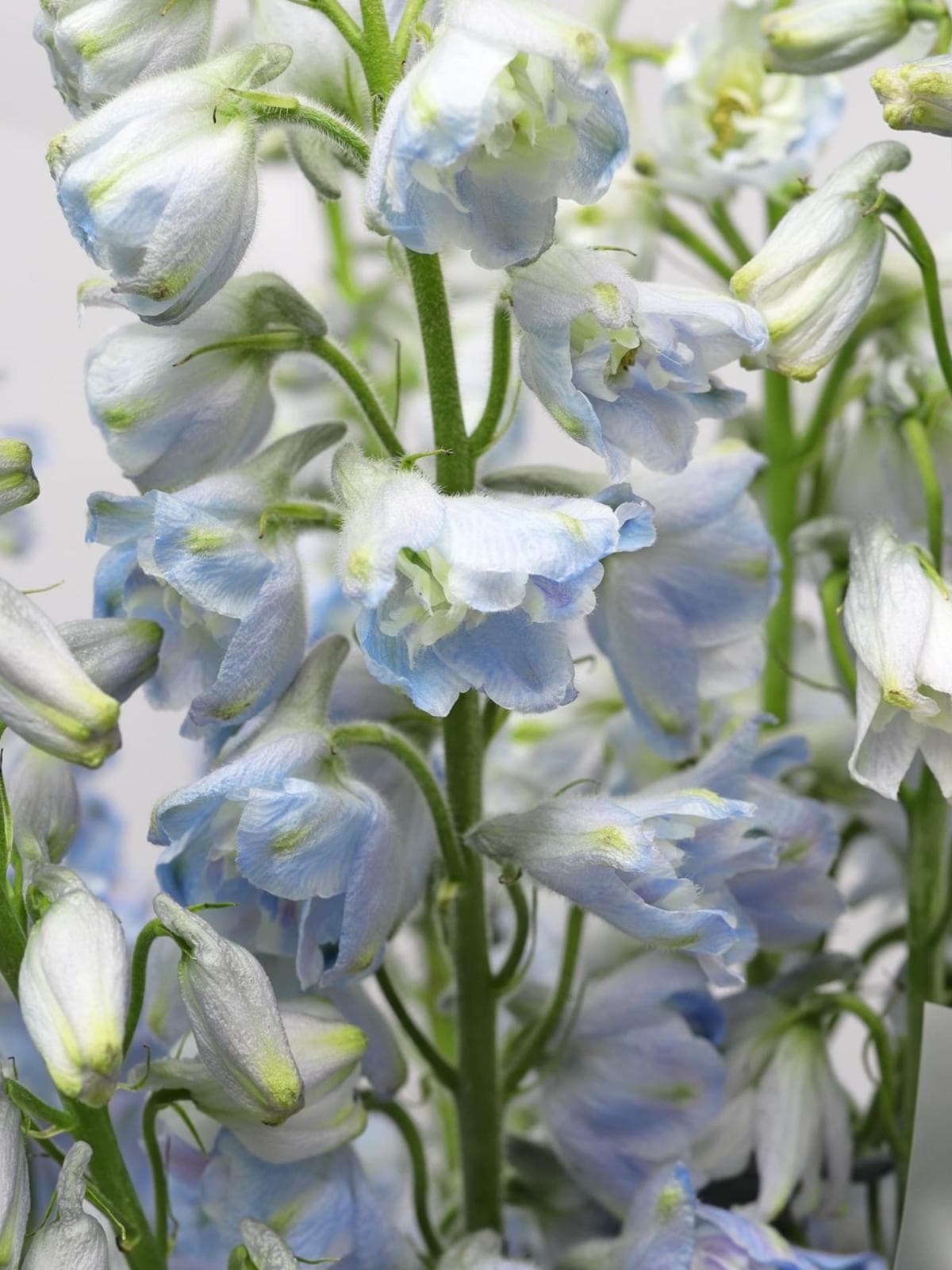 Букет из Дельфиниума 9 шт «Лазурная Нежность»