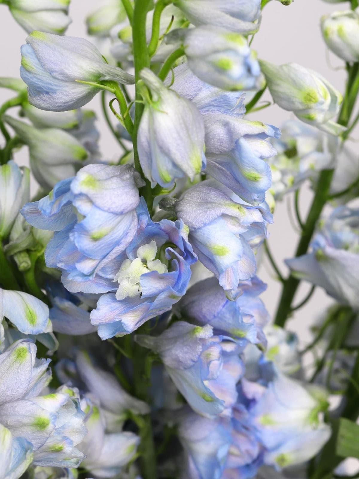 Букет из Дельфиниума 15 шт «Летний Дождь»