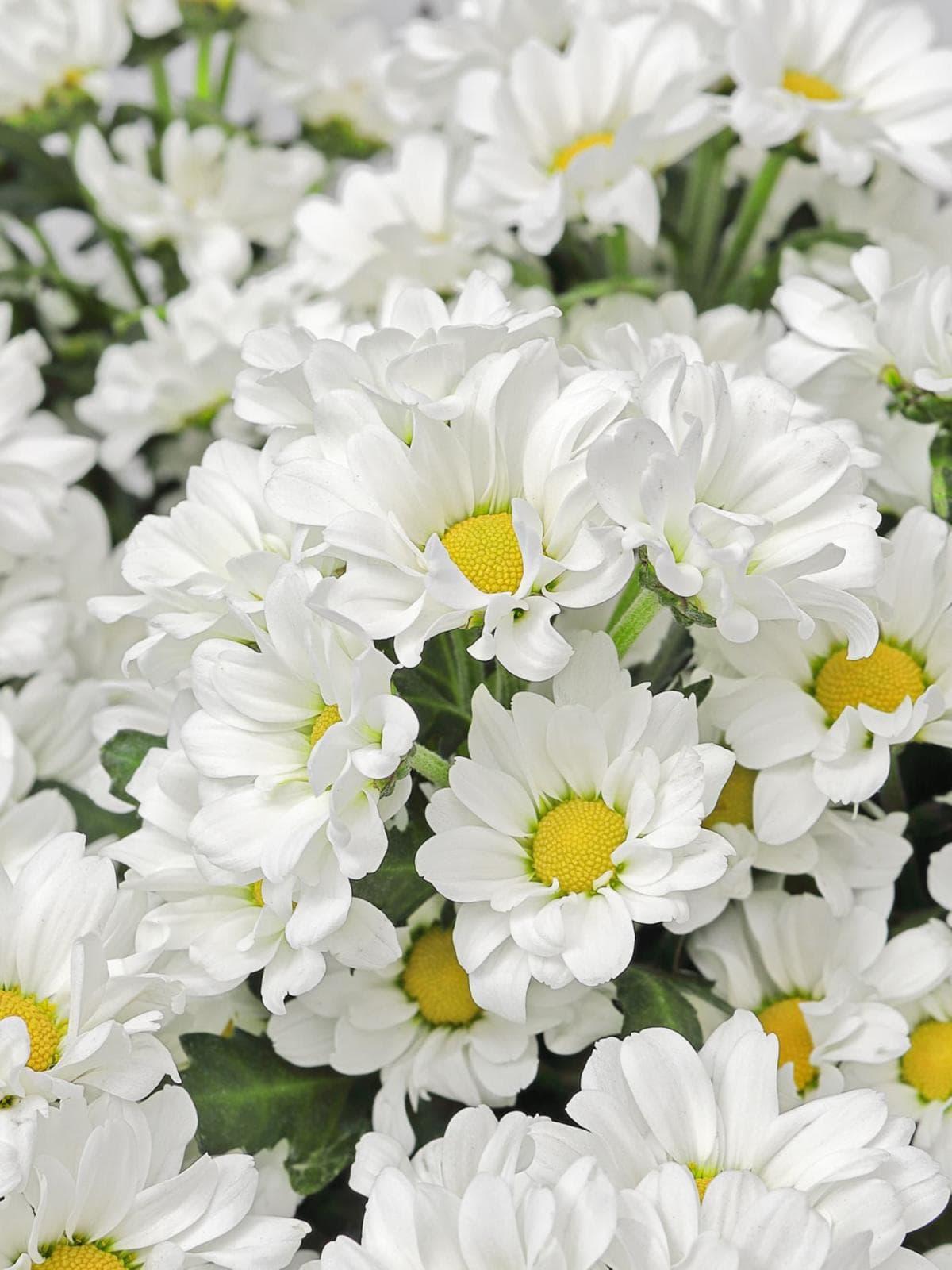 Букет из Белых Хризантем Сантини 15 шт «Нежность Дня»