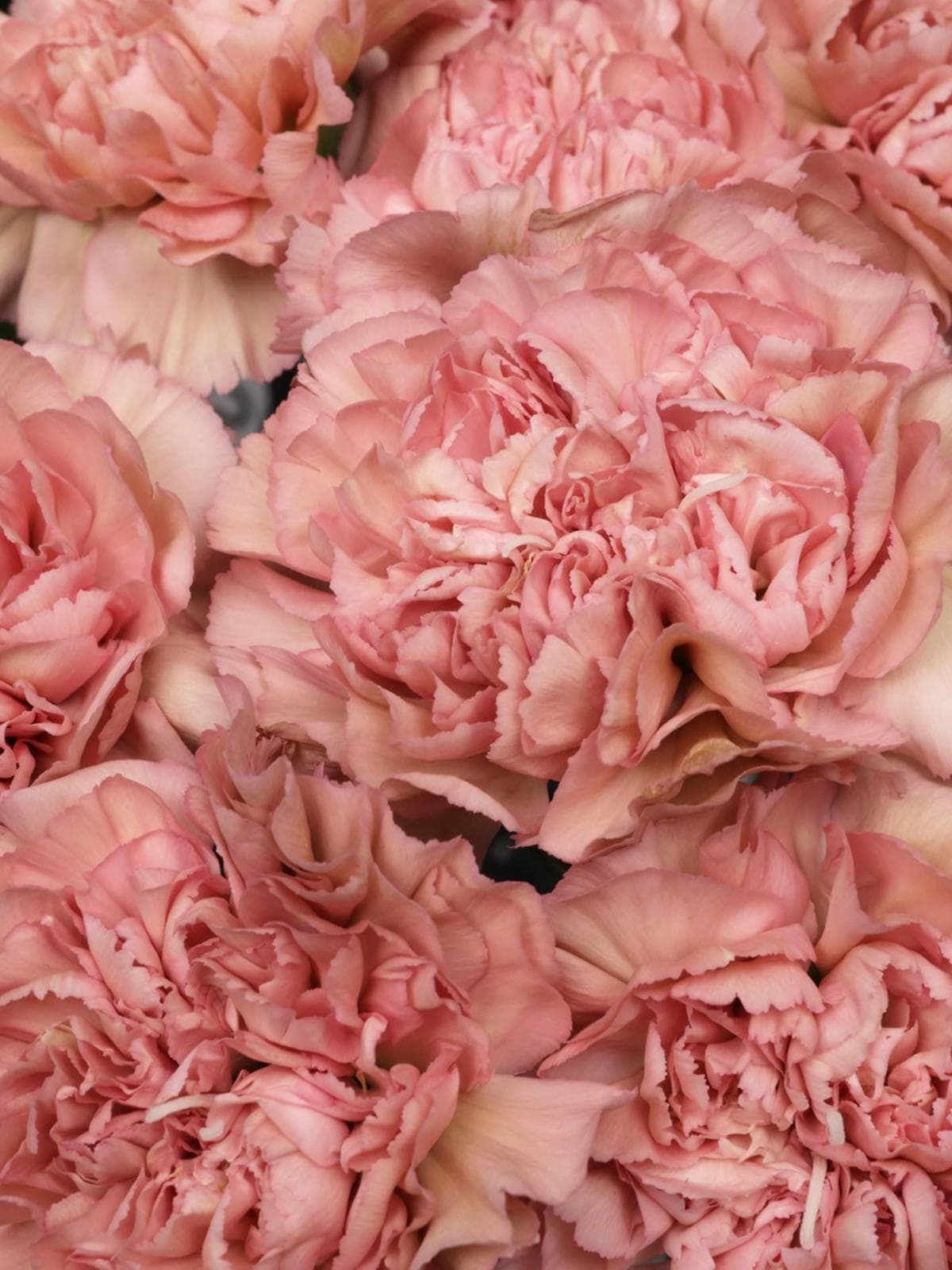 Букет из Пудрово-Розовых Гвоздик 51 шт «Мягкие Объятия»