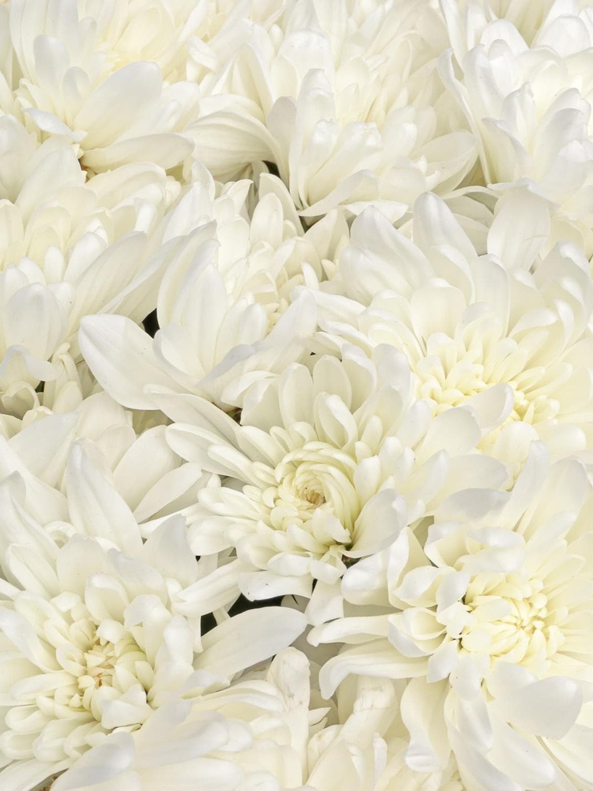 Букет из Белых Хризантем 15 шт «Нежность Ангела»
