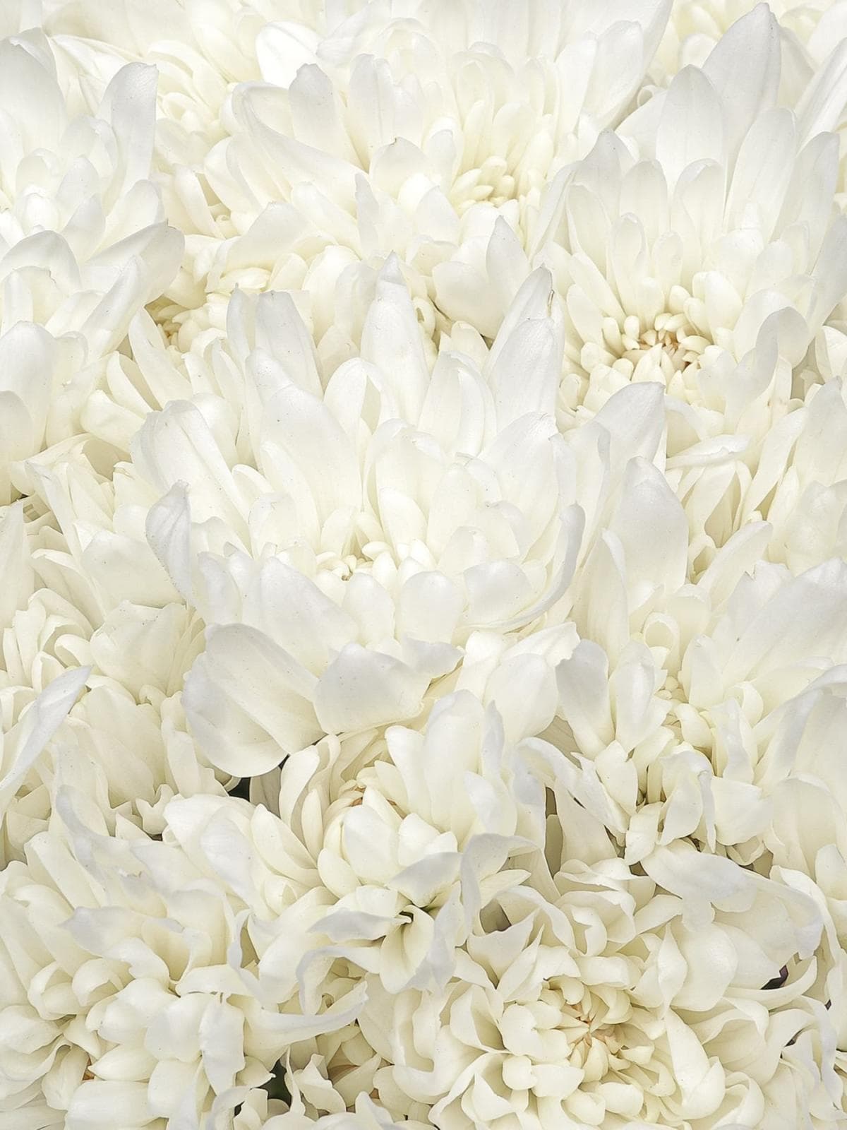 Букет из Белых Хризантем 25 шт «Звездная Россыпь»