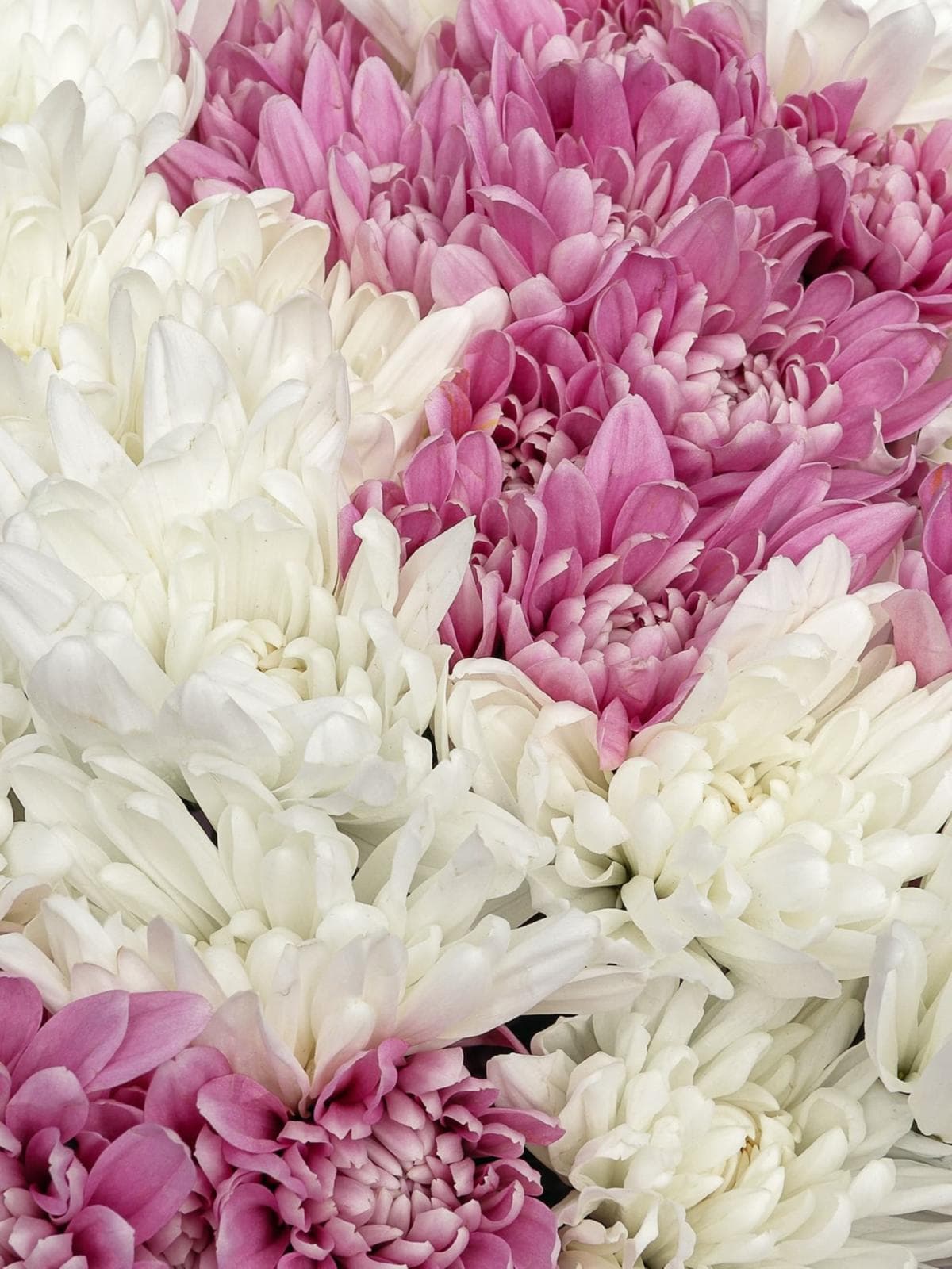 Букет из Хризантем 25 шт «Зимняя Ягода»