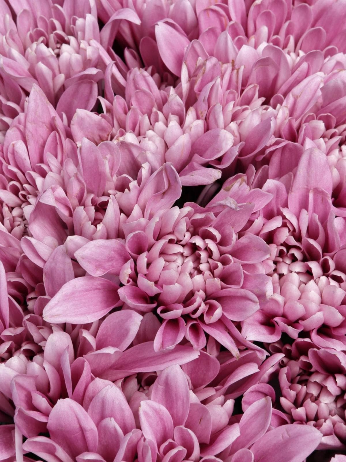 Букет из Сиреневых Хризантем 25 шт «Вечерний Блюз»