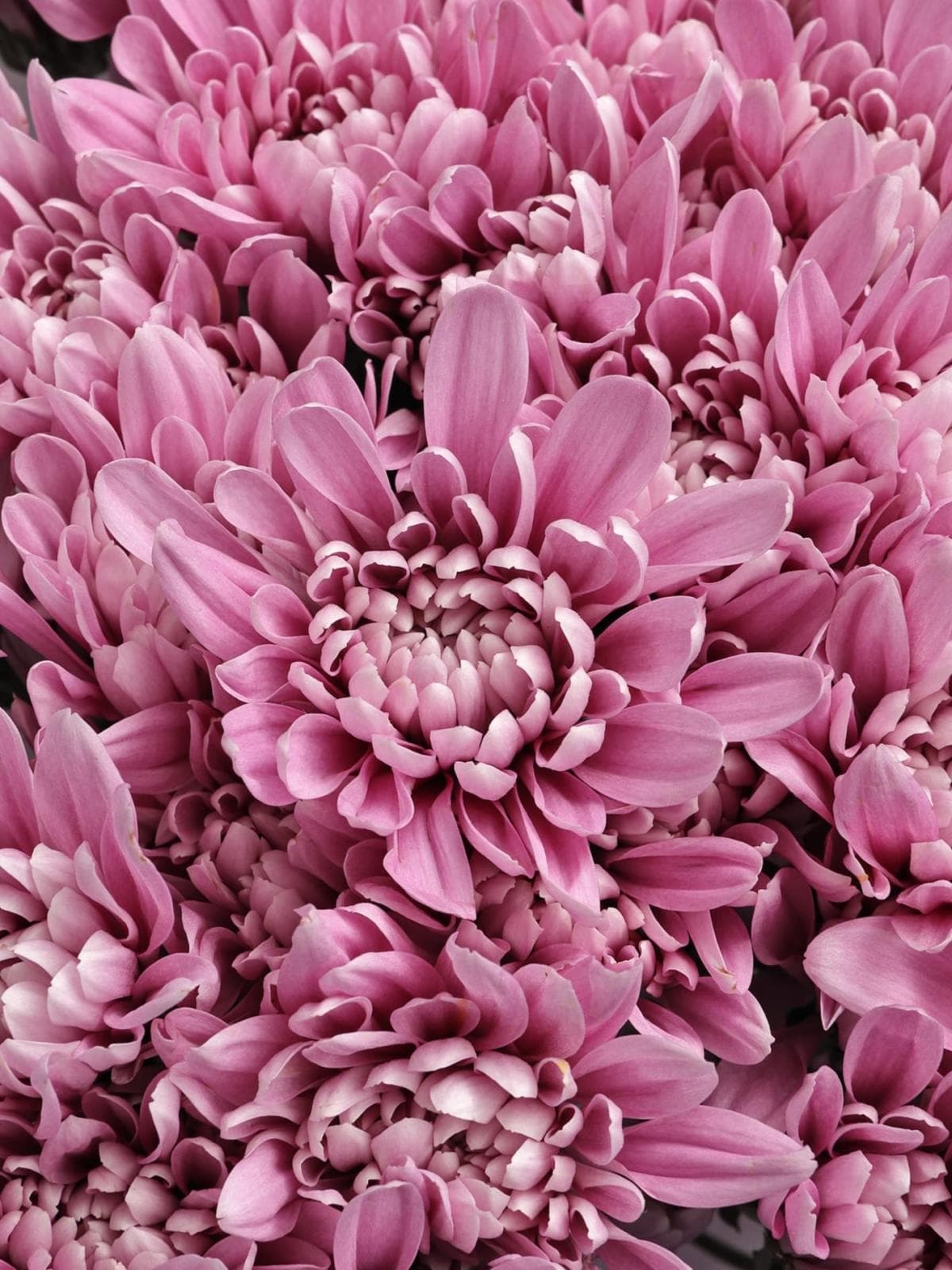 Букет из Сиреневых Хризантем 15 шт «Аристократка»