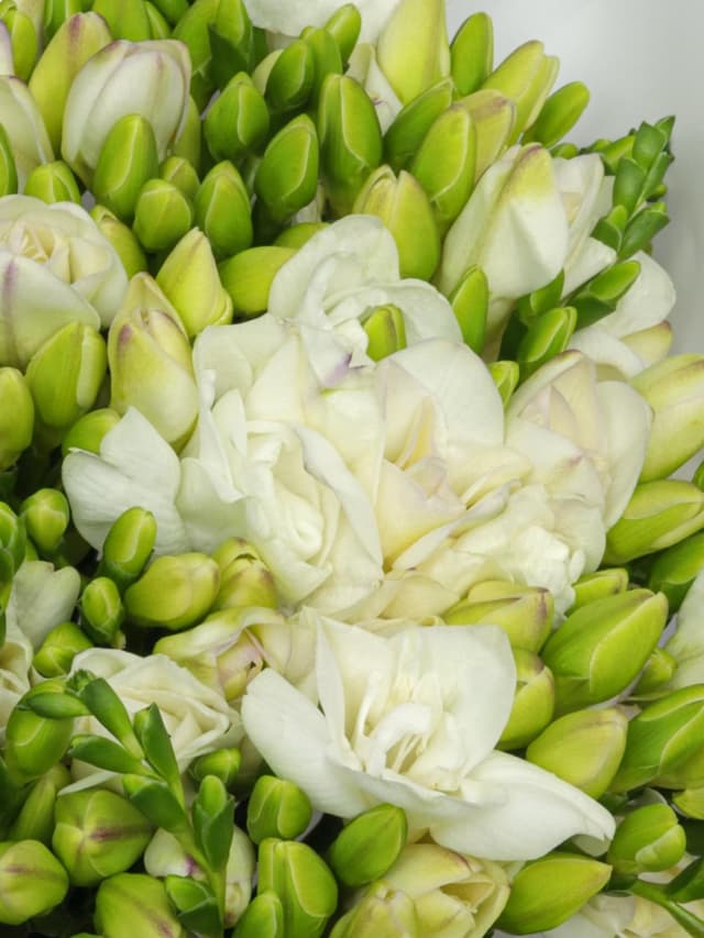 Букет из Белых Фрезий 51 шт «Ванильные сны»