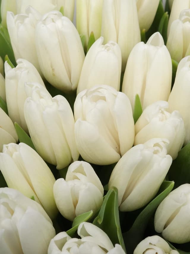 Букет из белых Тюльпанов 51 шт «Дыхание ангела»