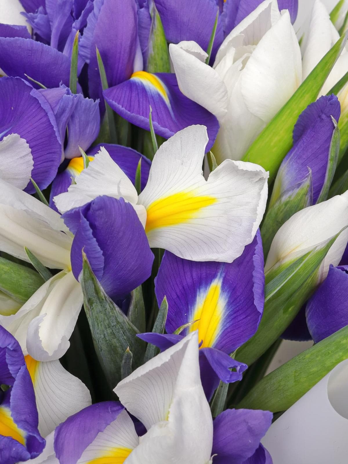 Букет из микса Ириса 31 шт «Счастливый случай»