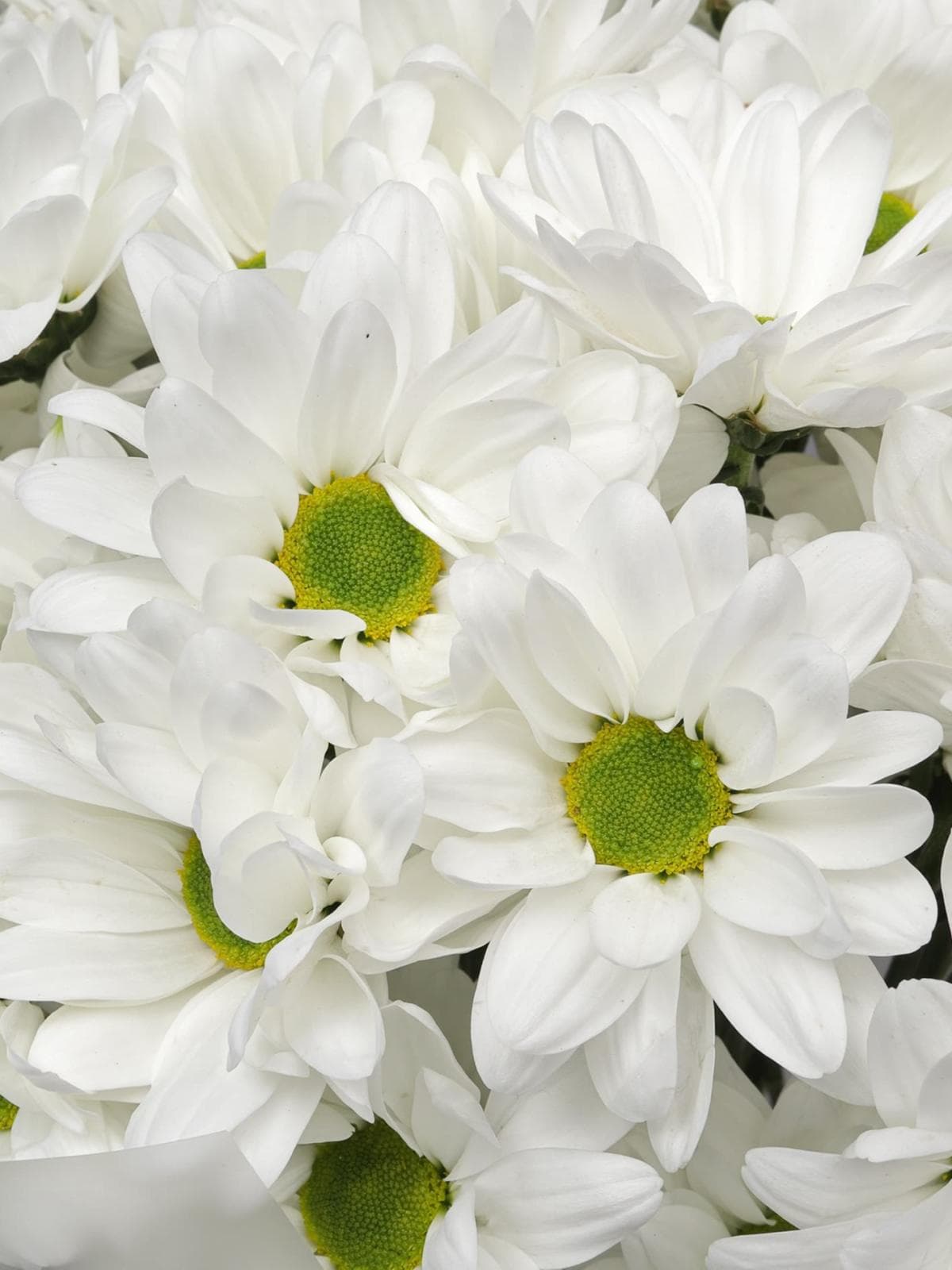 Букет из Белых Кустовых Хризантем 9 шт «Свет в окне»