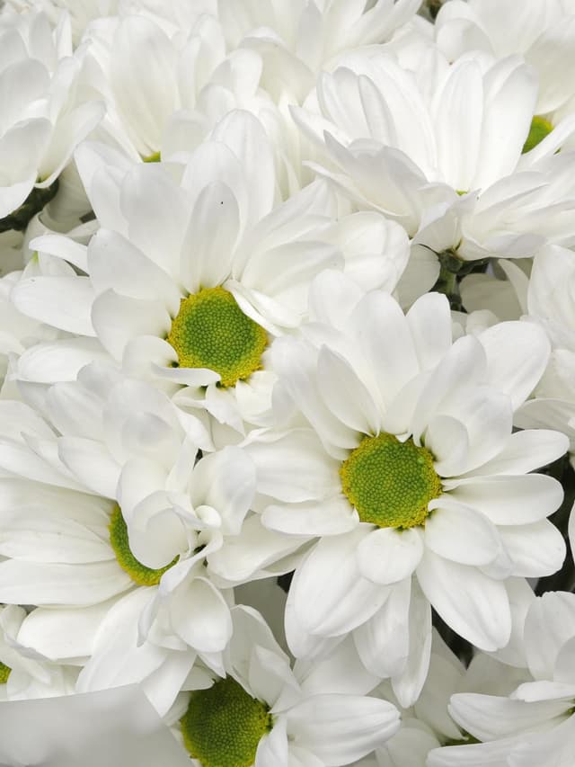 Букет из Белых Кустовых Хризантем 9 шт «Свет в окне»