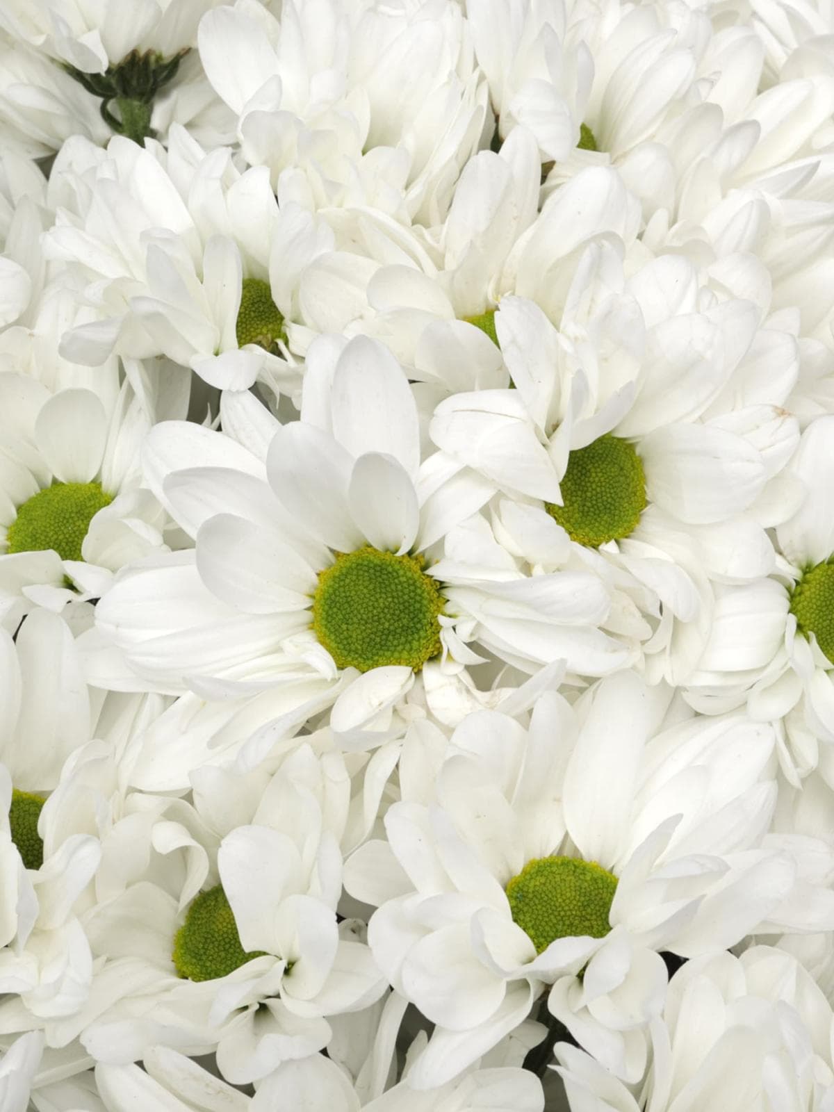 Букет из Белых Кустовых Хризантем 51 шт «Лавина нежности»