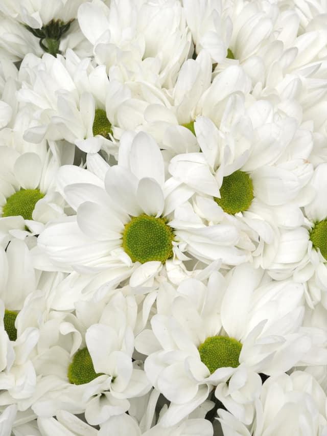 Букет из Белых Кустовых Хризантем 51 шт «Лавина нежности»