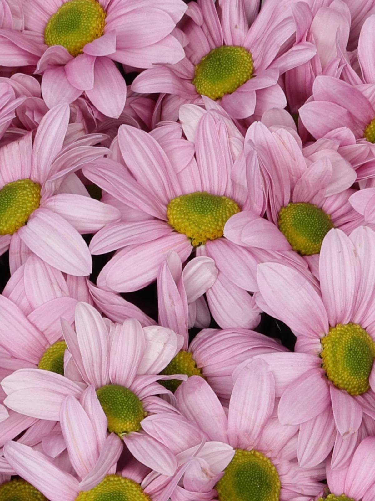 Букет из Розовых Кустовых Хризантем 15 шт «Розовое пралине»