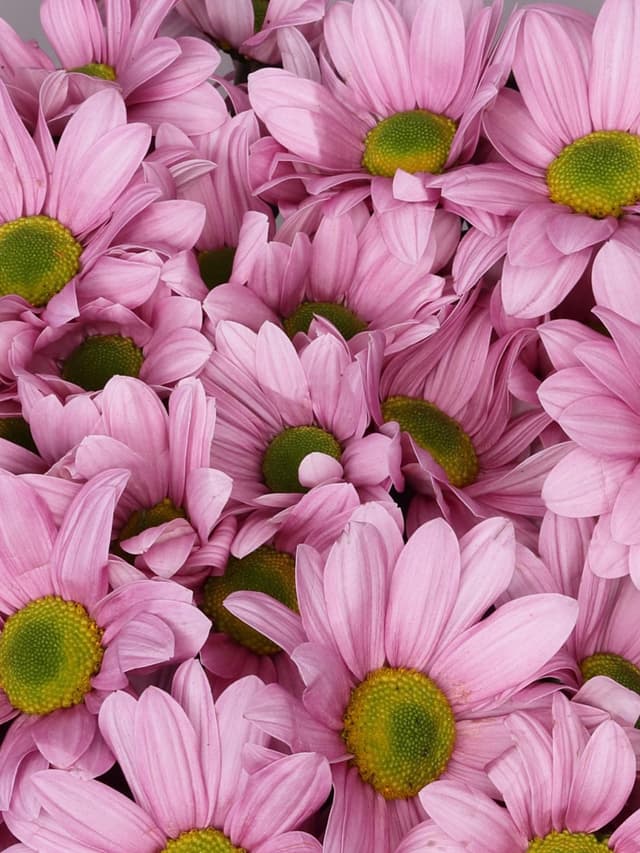 Букет из Розовых Кустовых Хризантем 9 шт «Кэнди»