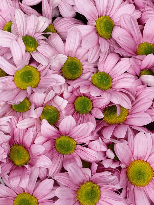 Букет из Розовых Кустовых Хризантем 25 шт «Балет»