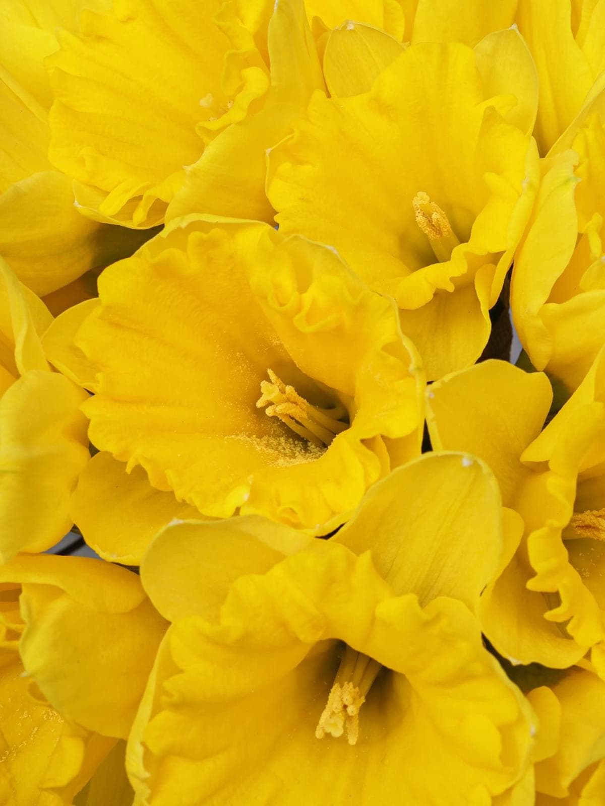 Букет из Желтых Нарциссов 21 шт «Кусочек солнца»