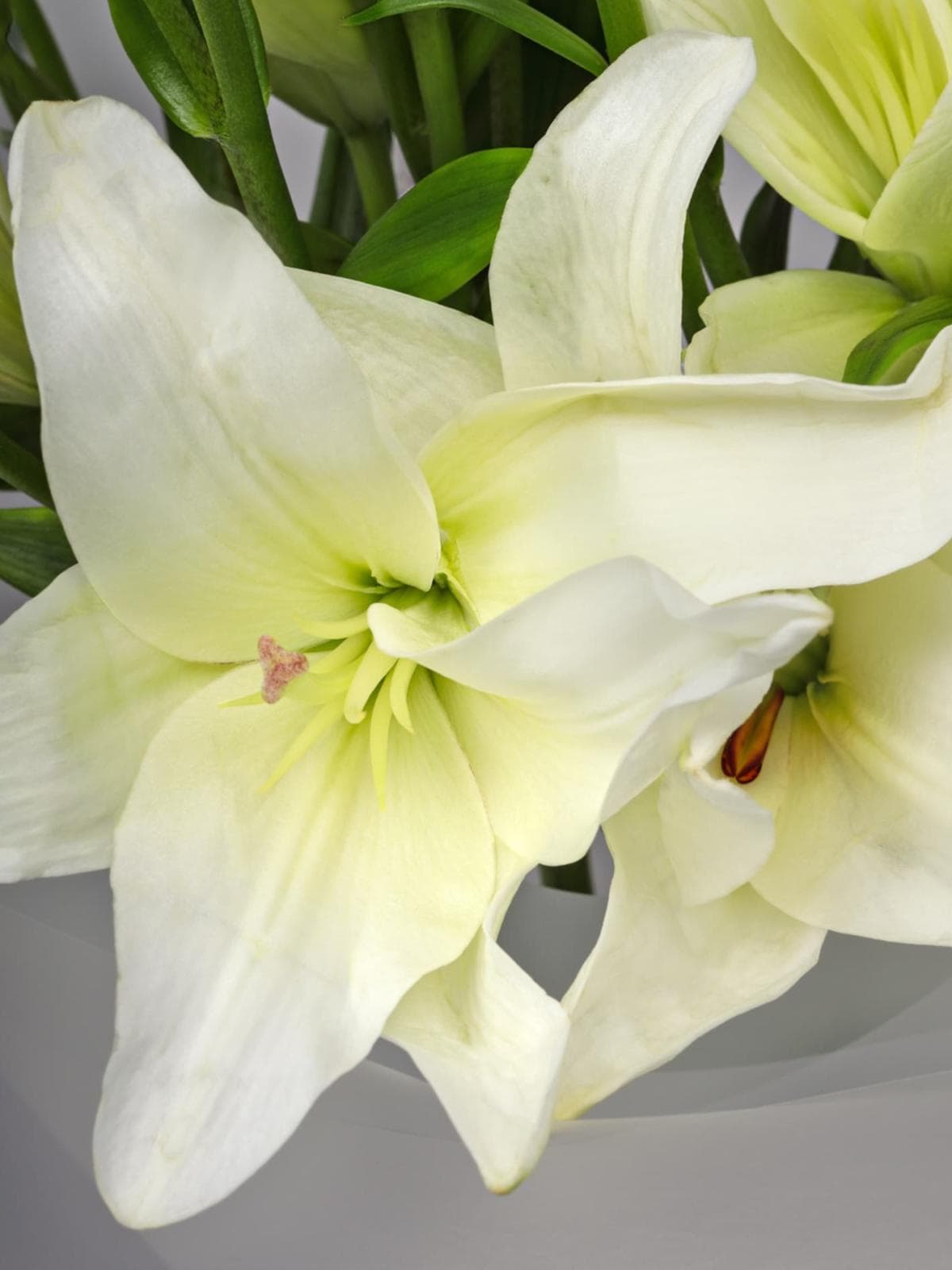 Букет из Белой Азиатской Лилии 9 шт «Белое сияние»