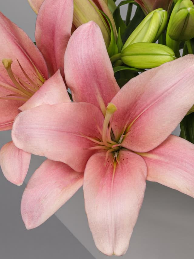 Букет из Розовой Азиатской Лилии 9 шт «Шелковый путь»