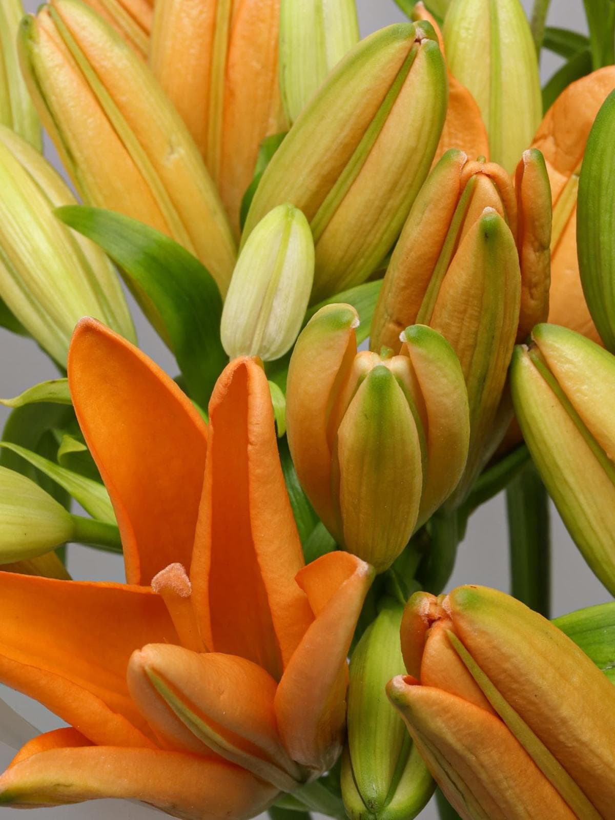 Букет из Оранжевой Азиатской Лилии 9 шт «Янтарный берег»