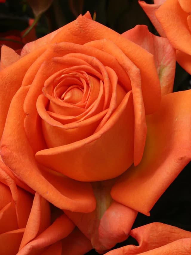 Букет из Оранжевой Кустовой Розы 50 см 9 шт «Рыжее счастье»