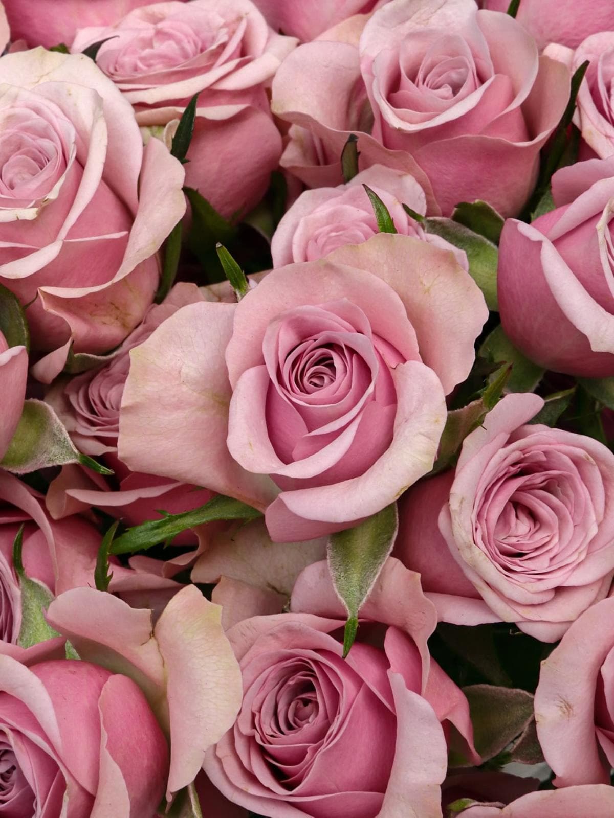 Букет из Сиреневой Кустовой Розы 40 см 15 шт «Парижское утро»