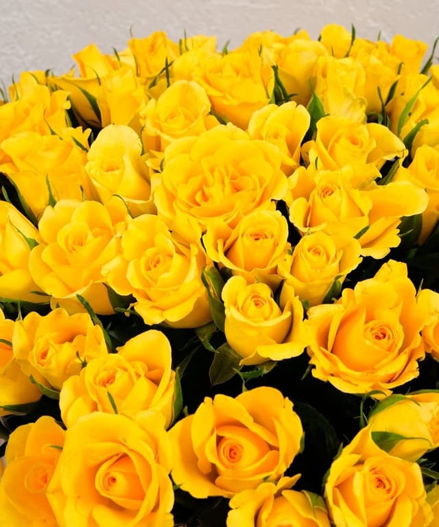 Желтая роза Кения в коробке 101шт