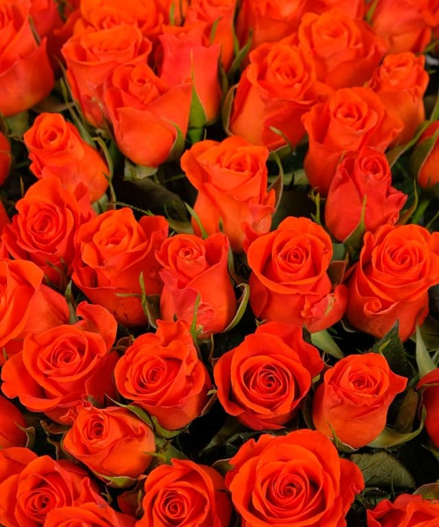 Композиция из Оранжевых Роз Кения в шляпной коробке 101шт