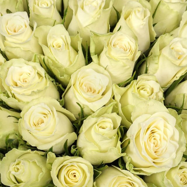 Роза Кения белая 51шт 40 см