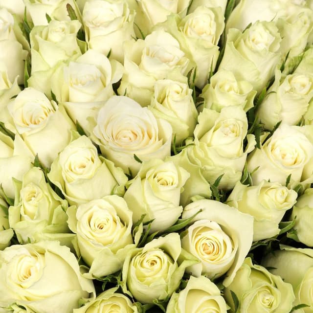 Роза Кения белая 75шт 40 см