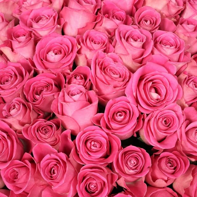 Роза Кения розовая 75шт 40 см