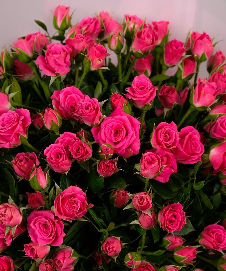 Роза кустовая Розовая 31шт 40см