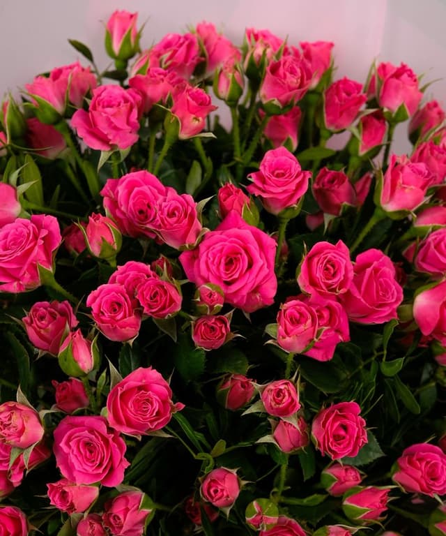 Роза кустовая Розовая 31шт 40см