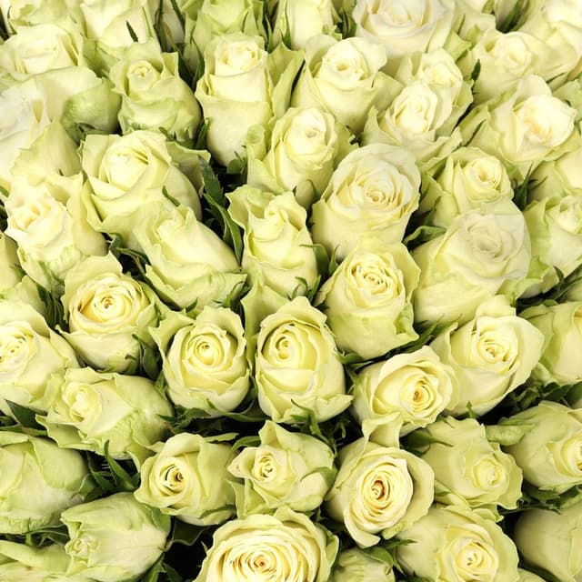 Букет из белых Роз Кения 101 шт 40 см «Ванильный Иней»