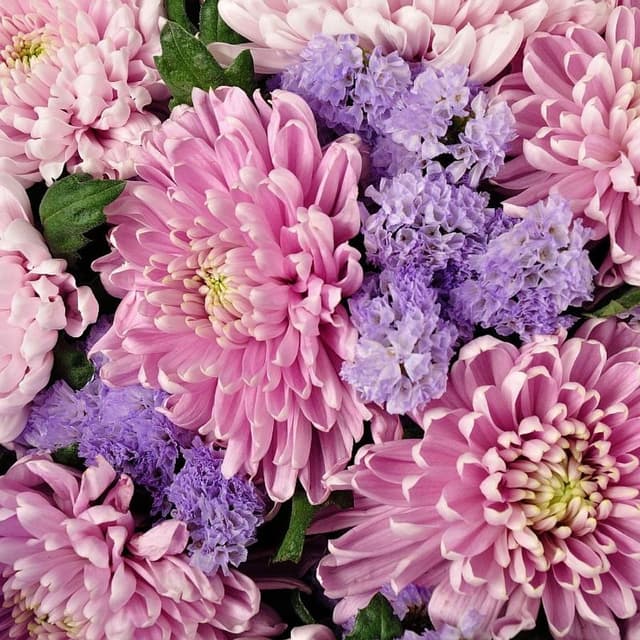 Букет из Розовых Хризантем «Лила»