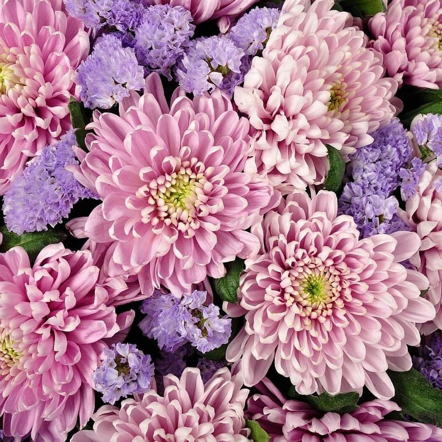 Букет из Розовых Хризантем «Лила»