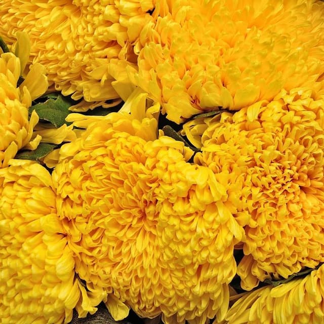 Букет из желтых Хризантем «Деко»